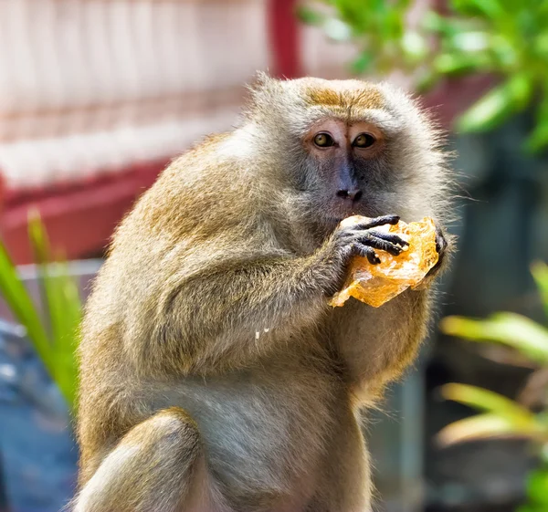 猴子吃面包 — 图库照片