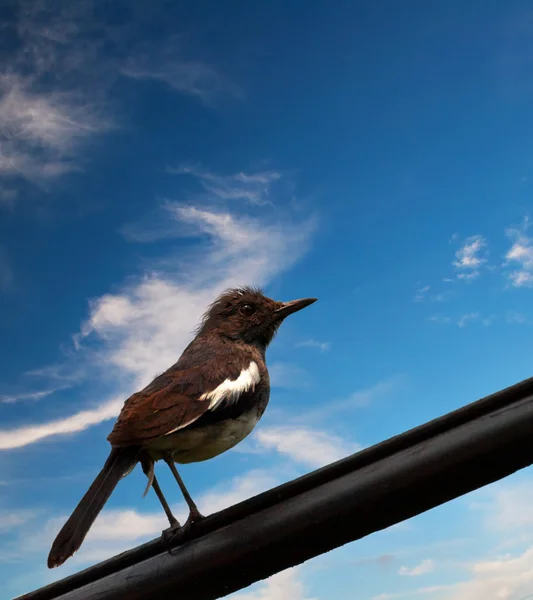 Portrait of a swallow — Stock Photo, Image