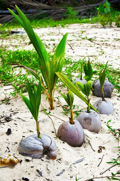 Stock image Sprouts of coconut palm trees ashore.