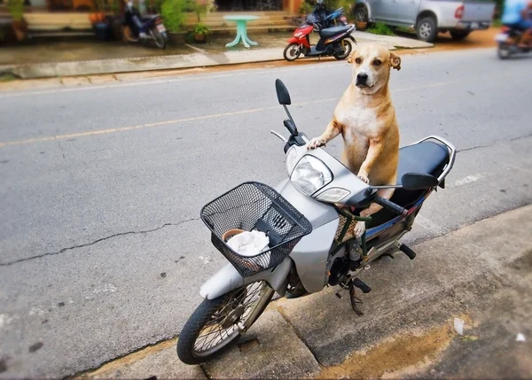 Σκυλί οδηγός — Φωτογραφία Αρχείου