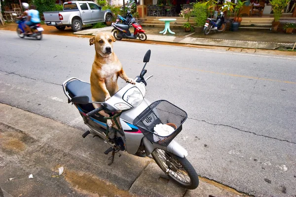 Dog kierowcy — Zdjęcie stockowe