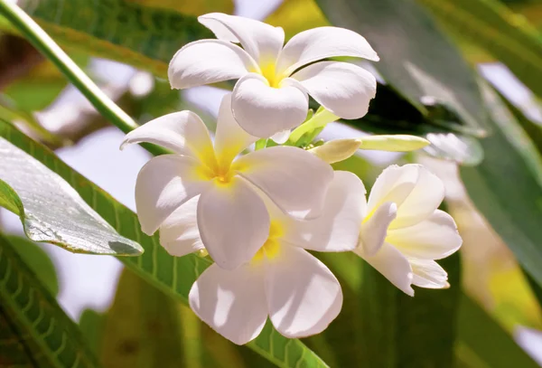 Yaprak zemin üzerine beyaz frangipani çiçekler — Stok fotoğraf