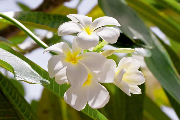 Yaprak zemin üzerine beyaz frangipani çiçekler — Stok fotoğraf