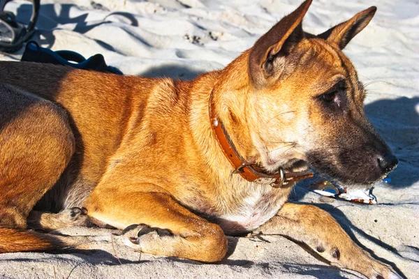 Chien sur la plage — Photo