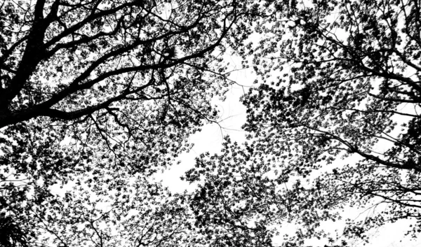 Silhouette di foglie — Foto Stock