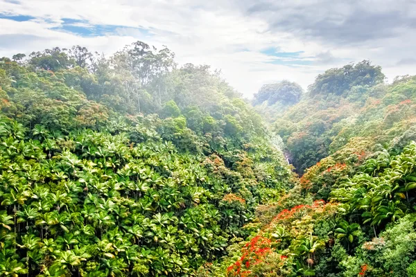 산과 자욱한 날씨의 정글. — 스톡 사진