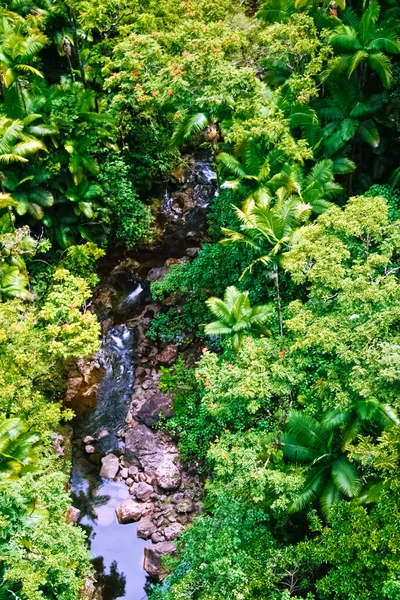 Kleiner Bach im Dschungel — Stockfoto