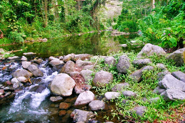 Small creek in the jungle of Big island. Hawaii. — Stock Photo, Image