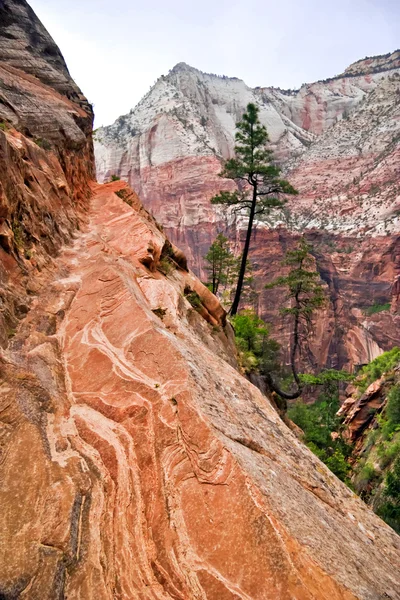 Zion canyon lejtőin. Utah. Amerikai Egyesült Államok. — Stock Fotó