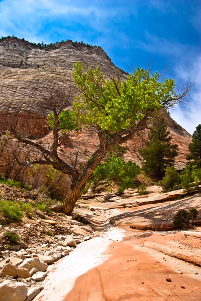 Zion canyon yamaçları. Utah. ABD. — Stok fotoğraf