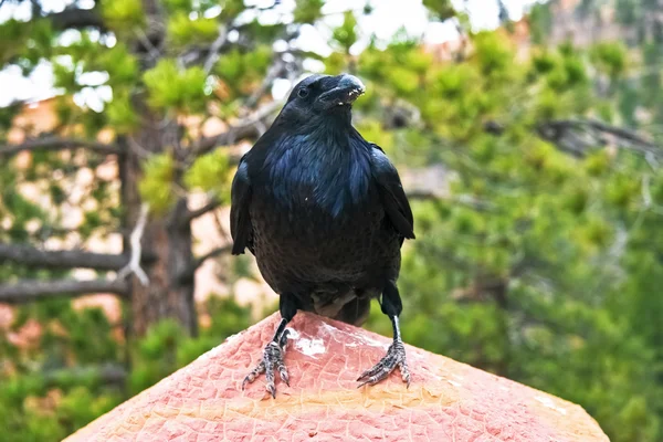 Raven op tak — Stockfoto