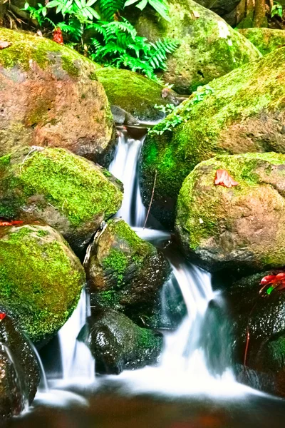 Kis patak a dzsungelben, a nagy-sziget. Hawaii. — Stock Fotó