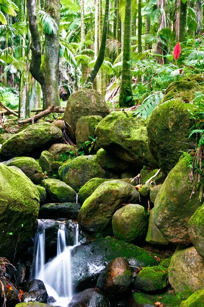 Liten bäck i djungeln av stora ön. Hawaii. — Stockfoto