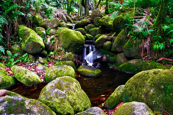 大きな島のジャングルの中で小さな入り江。ハワイ. — ストック写真
