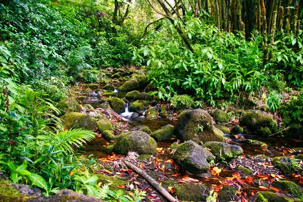 빅 아일랜드의 정글에서 작은 개울. 하와이. — 스톡 사진
