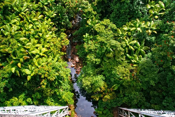 Pequeño arroyo en la selva de Big Island. Hawái . — Foto de Stock