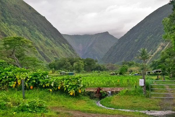 Landschap van Hawaï — Stockfoto