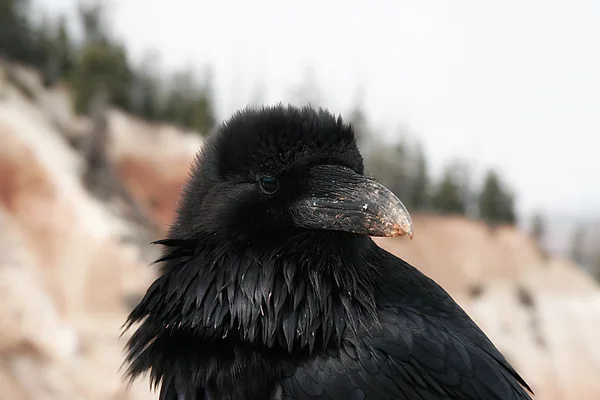 Raven-ág — Stock Fotó