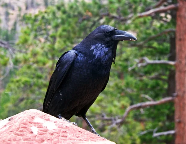 Raven op tak — Stockfoto