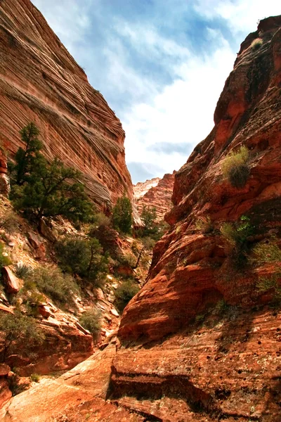 Piste del canyon di Sion. Utah. Stati Uniti . — Foto Stock