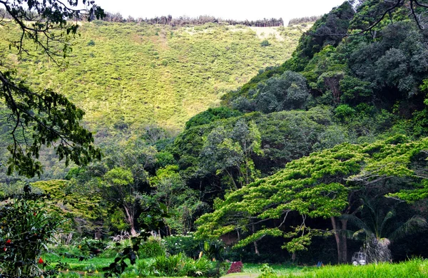 Bergen en jungle in mistig weer. Hawaii. — Stockfoto