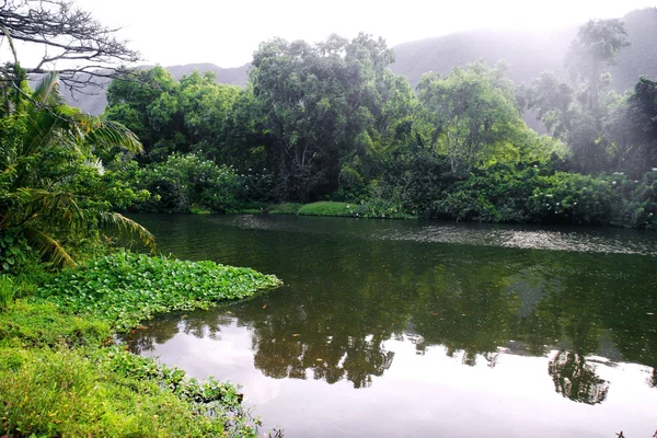 Držáky a džungle v mlhavé počasí. Havaj. — Stock fotografie