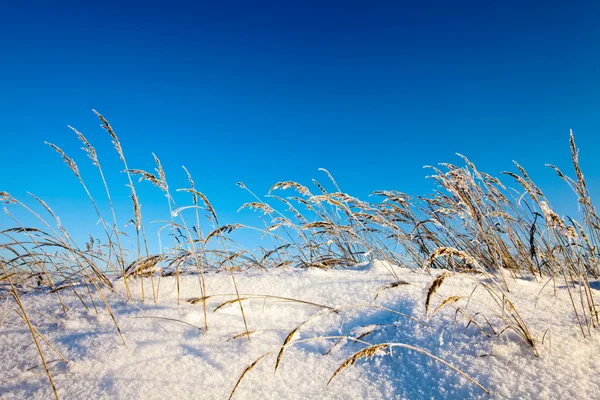 Zimní pole pod — Stock fotografie