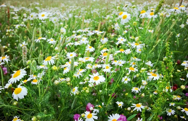 Summer field with flowers — Stock Photo, Image