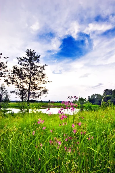 stock image Green field