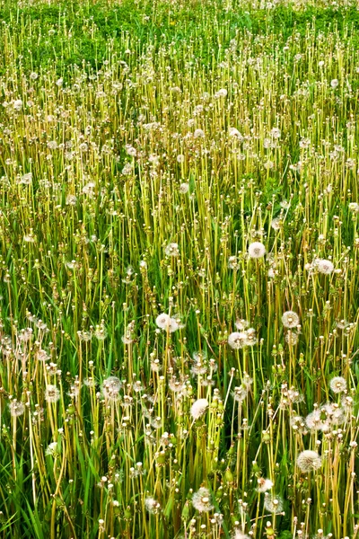 Sommermark med blomster – stockfoto