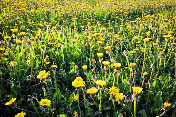 Lato pole z kwiatami — Zdjęcie stockowe