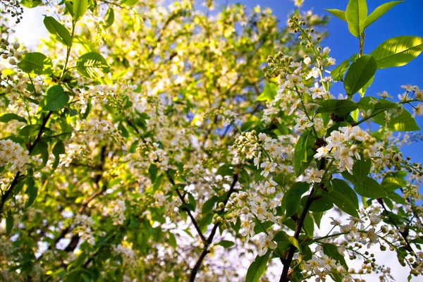 Bäume mit Blumen — Stockfoto