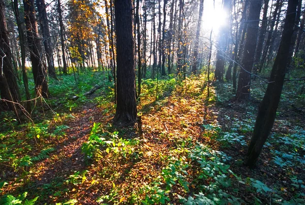 Sommaren skog — Stockfoto