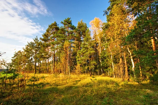 Foresta estiva — Foto Stock