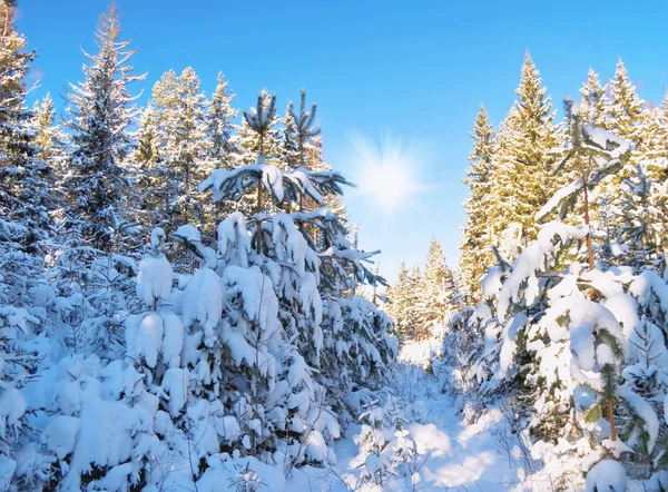 冬季字段与毛皮树 — 图库照片