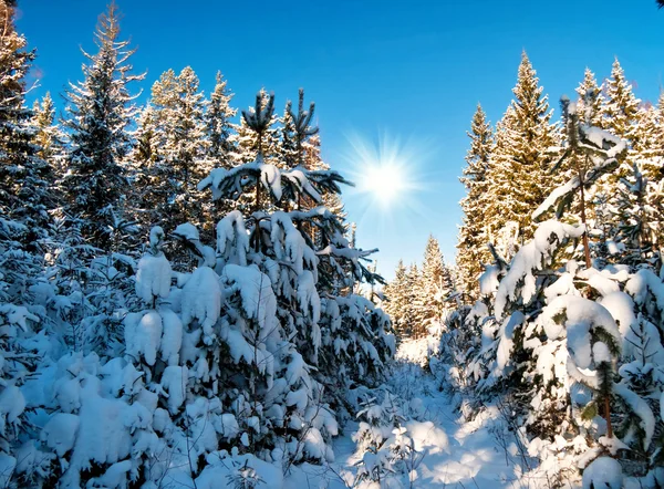 Winterfeld mit Tannenbäumen — Stockfoto