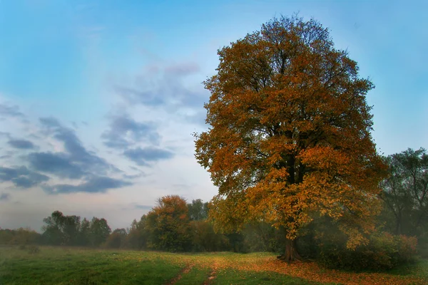 秋のフィールド — ストック写真