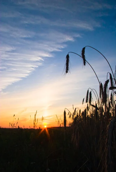 Solnedgång i fältet sommaren — Stockfoto