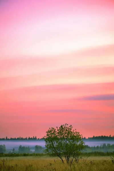 Yaz alanında günbatımı — Stok fotoğraf