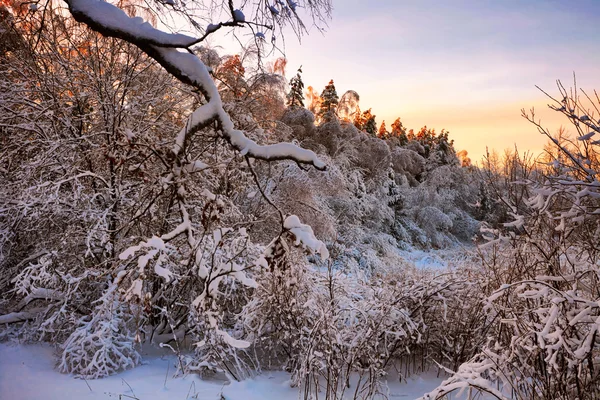 冬枯れの野に日没 — ストック写真