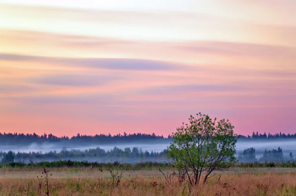 Mglisty zachód słońca na polu letnim — Zdjęcie stockowe