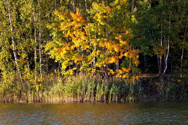 Lago outonal perto da floresta — Fotografia de Stock