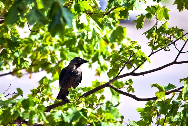 Raven at branch — Stock Photo, Image