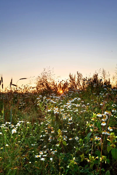 Yaz alanına Sunset