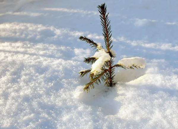 Il giovane albero di pelo nella neve deriva — Foto Stock