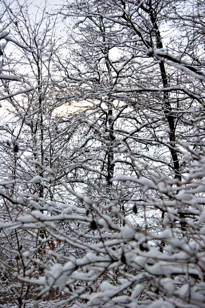 Ramo d'albero ghiacciato in inverno — Foto Stock