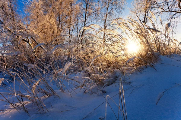 Закат в зимнем поле — стоковое фото