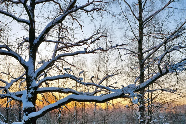 Vackra vinter sunset — Stockfoto