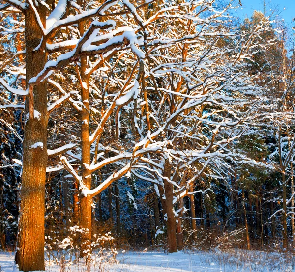 Hermoso atardecer de invierno —  Fotos de Stock