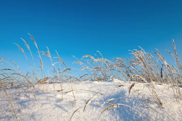 Winter veld onder — Stockfoto